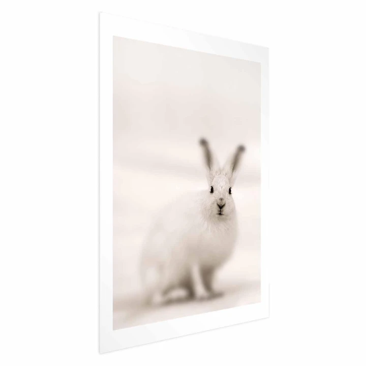 Plakat - Strachliwe spojrzenie