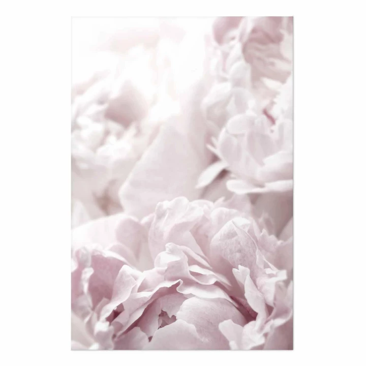 Plakat - Puszyste peonie