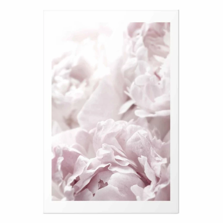 Plakat - Puszyste peonie