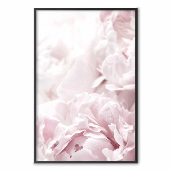 Plakat - Puszyste peonie