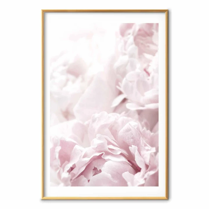 Plakat - Puszyste peonie