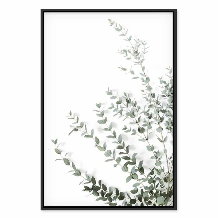 Obraz - Eukaliptus Parvifolia (1-częściowy) pionowy