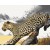 Obraz do samodzielnego malowania - Gepard