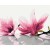 Obraz do samodzielnego malowania - Magnolia (białe tło)