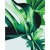 Obraz do samodzielnego malowania - Monstera Adansona